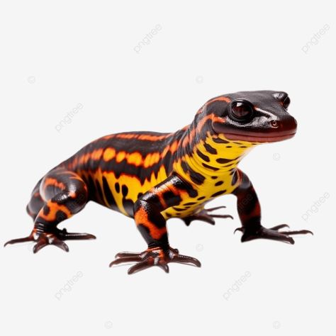 hyper realistic a salamander full body clear details 4k real view white background 3d clipart cart Cartoon Png Transparent, Cartoon Png, Cartoons Png, Background 3d, Clipart Cartoon, Free Png, Design Resources, Full Body, Graphic Resources