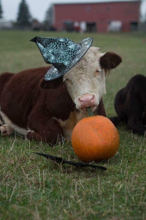 Halloween Cow Pictures, Halloween Cow Background, Fall Cow Wallpaper, Cow Halloween Wallpaper, Halloween Cow Wallpaper, Months Wallpaper, Cow Aesthetic, Farm Halloween, Cow Pumpkin