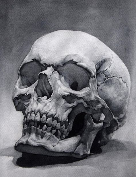 Skull Study, Art Chicano, Skull Anatomy, Skull Reference, Skull Sketch, Skull Art Drawing, Výtvarné Reference, Skulls Drawing, Human Anatomy Art