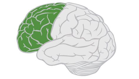 Frontal Lobe: Function, Location, and Structure Frontal Lobe Damage, Frontal Lobe Function, Brain Lobes, What Makes Us Human, Occipital Lobe, Human Memory, Frontal Lobe, Social Cues, Limbic System