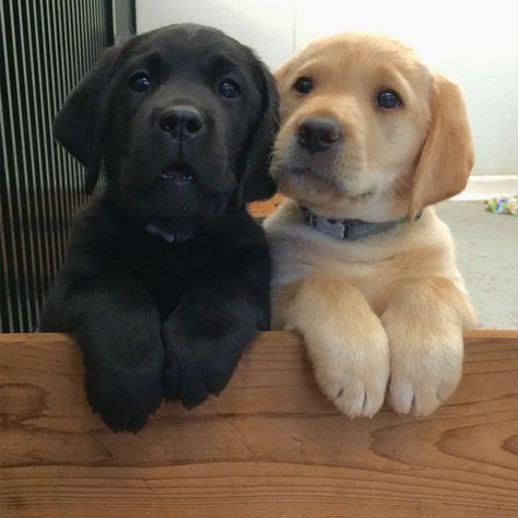 Cute Labrador Puppies, Cele Mai Drăguțe Animale, Psy I Szczenięta, 골든 리트리버, 강아지 그림, Labrador Retriever Puppies, Lab Puppies, Labrador Puppy