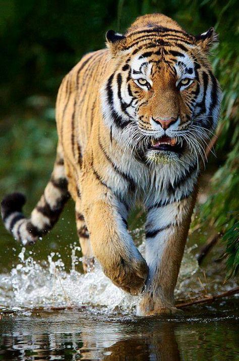 Male tiger Cats Siberian, Tiger Fotografie, Tiger Walking, Tiger Photography, Amur Tiger, Tiger Love, Tiger Illustration, Wild Tiger, Tiger Pictures