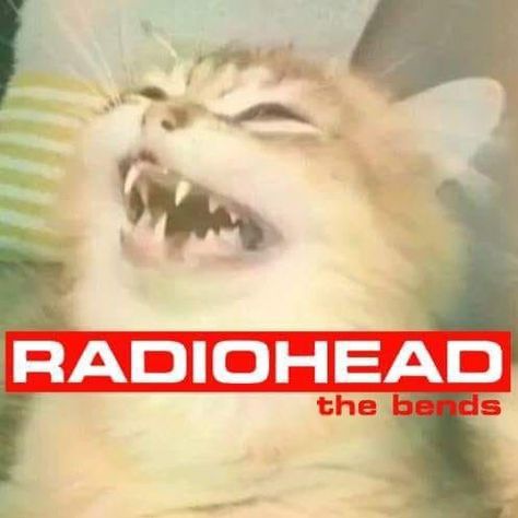 Radiohead cat the bends Matching Pfp Love, Silly Cats Drawing, Silly Cats Videos, Pfp Love, Cats Selfie, Love Pfp, Radiohead Albums, Radiohead The Bends, Big Chungus