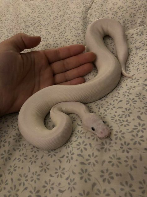 White Snake Pet, Pet Python, Snakes Pet, Snake Pets, Ball Python Snake, Baby Ball Python, Cute Animal Pfp, Pet Halloween Costume, Snake Pet