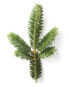 Trick to a Longer-Lasting Christmas Tree | Martha Stewart Living — How do you keep your tree looking fresh and healthy until Christmas? National Christmas Tree, Live Christmas Trees, Fraser Fir, Holiday Greenery, Last Christmas, Tree Branch, Christmas Inspiration, Christmas Cheer, Martha Stewart