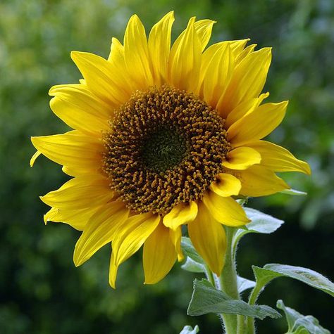 Black Oil Sunflower is an open-pollinated sunflower variety that can be grown for seed or oil production. It also works great as a warm season cover crop for purifying soils and scavenging nutrients from deep. Black Oil Sunflower can be direct-seeded or transplanted. Seeds per pack: 50/100 Seeds Days to maturity: 110 Days Life Cycle: AnnualPlanting season: Spring, summerSun Requirement: Full Sun Sunflower Reference, Sunflower Photos, Black Oil Sunflower, Broccoli Vegetable, Sunflower Accessories, Larkspur Flower, Funky Flowers, Squash Vegetable, Organic Henna