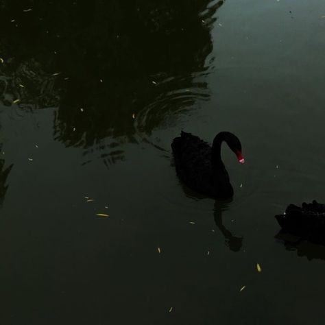 velvet bones. Black Swans, Black Swan, Swans, A Black, Water, Black, Instagram