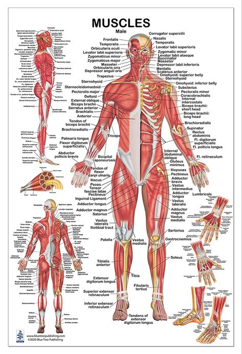 Muscle Names, Body Muscle Anatomy, Human Muscular System, Muscular System Anatomy, Human Skeleton Anatomy, Human Muscle Anatomy, Muscle System, Human Body Organs, Basic Anatomy And Physiology