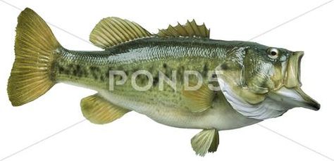 Largemouth bass isolated on white background Stock Photos #AD ,#isolated#bass#Largemouth#white Black Bass Fish, Black Bass, Fishing Decals, Bean Bag Chair Covers, Bass Fish, Black And White Sketches, Largemouth Bass, Woven Pillows, Painting Subjects