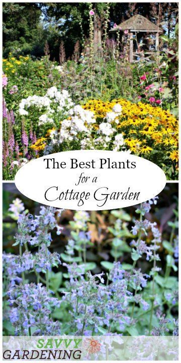 Informal Gardens, Cottage Garden Patio, Funny Vine, Long Blooming Perennials, Cottage Garden Plants, Gladioli, Cottage Garden Design, Thriving Garden, Garden Wallpaper