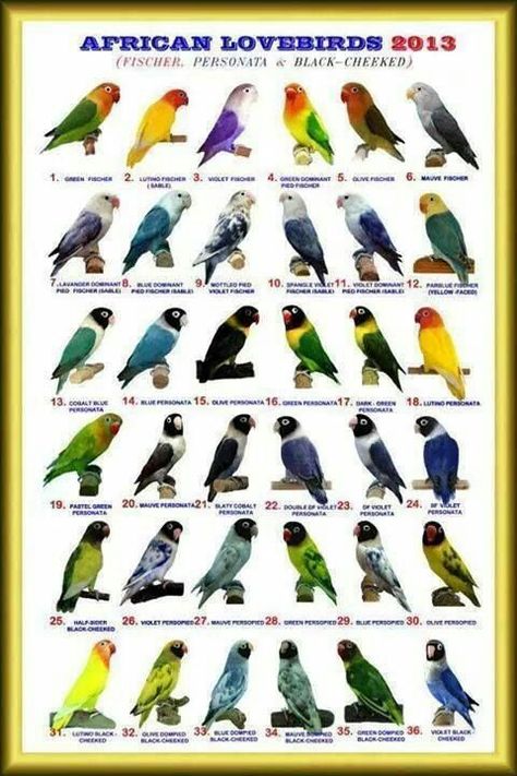 Lovebirds Love Birds Pet, African Lovebirds, Bird Breeds, Budgie Parakeet, Parrot Pet, African Love, Bird Identification, Bird Aviary, Bird Care