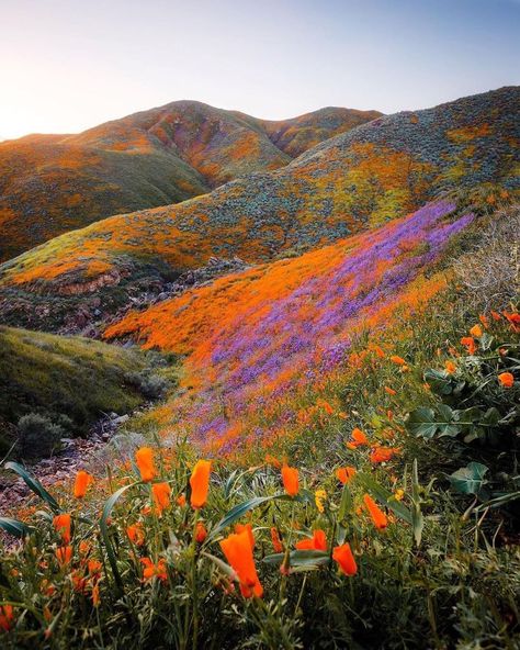 Condé Nast Traveler on Instagram: “To add to your bucket list: seeing a California super bloom at its peak. 🌼  For a super bloom to occur, there must be a perfect combination…” California Wildflowers, Super Bloom, Pretty Landscapes, Colored Flowers, Colorful Landscape, Nature Landscape, Nature Aesthetic, Summer Flowers, Landscape Photos