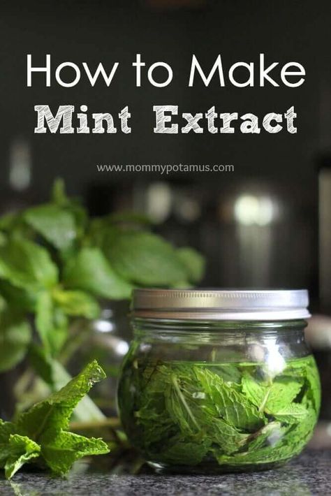 Mint Extract Recipe Spearmint Tincture Diy, Mommypotamus Recipes, Mint Extract Recipe, Chocolate Mint Recipes, Chocolate Pudding Ice Cream, Chocolate Mint Plant, Homemade Extracts, Pot Brownies, Diy Extracts