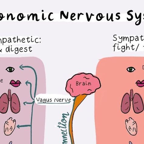 Trauma + Somatics on Instagram: "Repost @innerglowtherapy Within your nervous system there are two branches: 🚩the sympathetic nervous system which is in charge of preparing the body for stress related triggers (i.e. the fight/ flight aspect of our nervous system) 🦋the parasympathetic nervous system which is in charge of our “rest & digest:” A useful metaphor is imagining the sympathetic nervous system is like the accelerate pedal of the car. It triggers the fight flight response, giving our Sympathetic Nervous System, Flight Response, Parasympathetic Nervous System, Vagus Nerve, Nervous System, Our Body, Flight, No Response, Healing