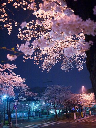 P3279201 | by whitefield_d Japan Cherry Blossom, Cherry Blossom Wallpaper, Cherry Blossom Japan, Sakura Tree, Sakura Cherry Blossom, Aesthetic Japan, Cherry Blossom Tree, Blossom Trees, Alam Yang Indah