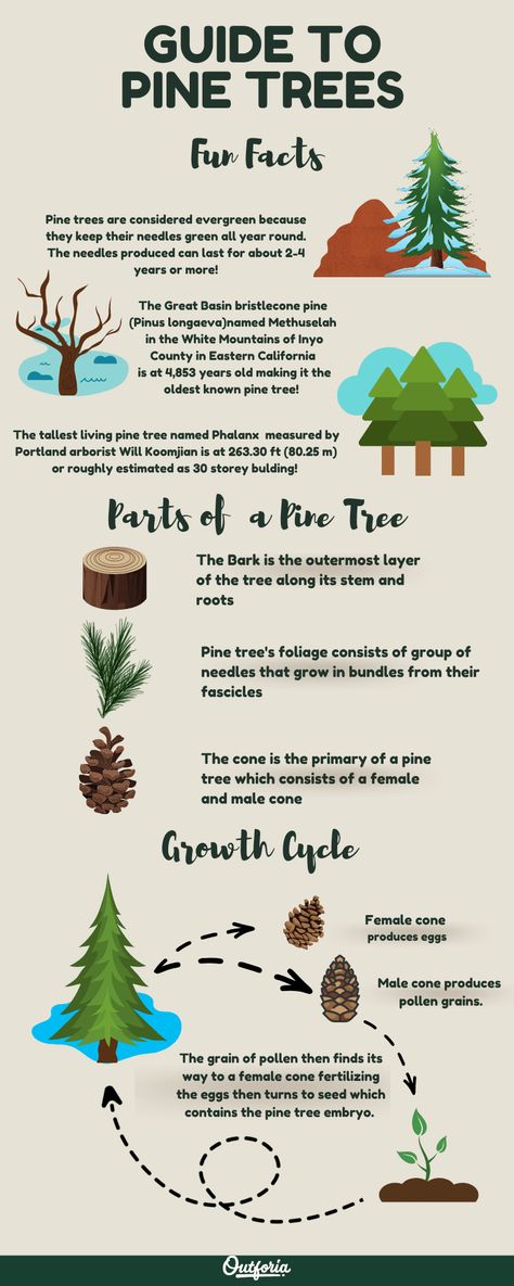 Baby Pine Tree, Pinion Pine Tree, How To Grow A Pine Tree, Pine Tree Worksheet, Planting Pine Trees, How To Identify Trees, Types Of Pine Trees, Identifying Trees, Plant Kingdom