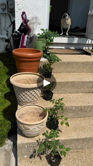 802K views · 23K reactions | Container gardening is a great option for those with limited growing space! I also find it to be significantly less work! If you would like to see more on container gardening, please check out the other videos that I posted this week.😁💚🌱#OptimisticKitchen #happyeating #Garden #ReduceFoodWaste #zerowaste #uppotting #containergarden #containervegetablegarden #tomatoplants | Optimistic Kitchen | Optimistic Kitchen · Original audio Plants Hacks, Planting Veggies, Tomato Gardening, Planting Tomatoes, Epic Gardening, Patio Container Gardening, Tomato Plant, Growing Gardens, Growing Veggies