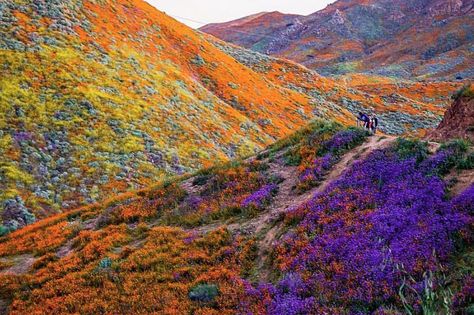 California Wildflowers, Super Bloom, California Poppy, Amazing Nature, Beautiful World, Beautiful Landscapes, Beautiful Gardens, The Great Outdoors, Beautiful Photo