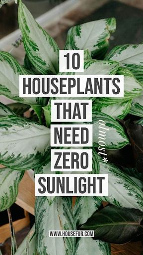 These houseplants are perfect for cultivating an indoor garden in spaces where there’s little to no natural light!   #plant #plants #garden #gardens #indoorgarden #indoorplants #houseplants #houseplant #indoor #green #greenery #sunlight #winter #urbangarden #tips #interior #interiordecor #interiordecoration #inspo #design    https://bit.ly/34nwg6h Low Light House Plants, Funny Vine, Houseplants Low Light, Tanaman Indoor, نباتات منزلية, Household Plants, Decor Western, Inside Plants, Growing Plants Indoors