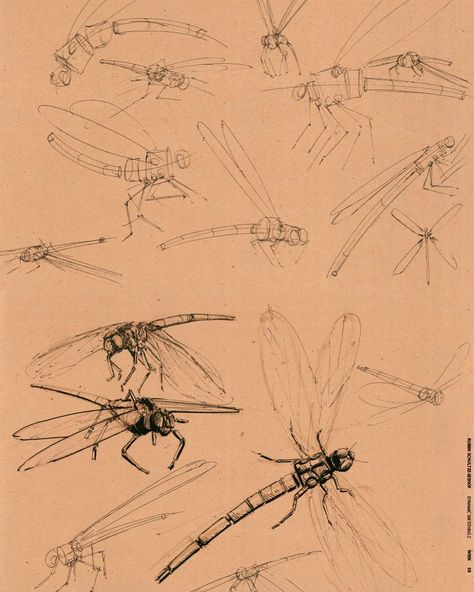 Ruben Schultze-Seehof on Instagram: “Dragonfly Insect Studies. Analyzing simple Shapes, Body Structures, Legs, and Wing Movement. ⁠⠀ ⁠⠀ ⁠⠀ #learningart #locationdrawing…” Dragonfly Wings Drawing, Dragonfly Reference, Insect Sketch, Insect Reference, Wing Movement, Draw Insects, Drawing Insects, Side View Drawing, Movement Drawing