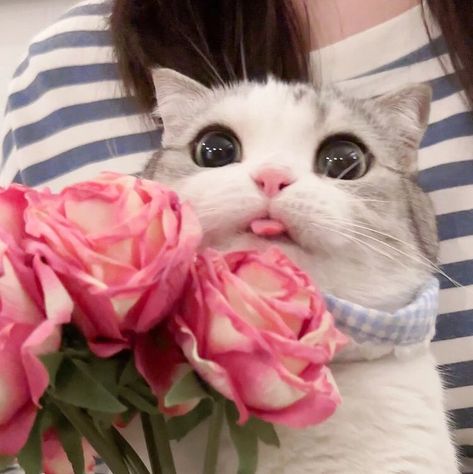 Cat Holding Flowers, Holding Flowers, Cat Cute, Silly Animals, Pretty Photos, Cat Memes, Pretty Things, Cute Cats, Kitty