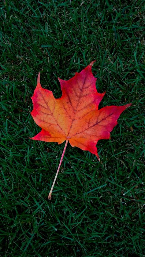 Maple Leaf Wallpaper Explore more wallpaper. https://www.whatspaper.com/maple-leaf-wallpaper-2/ Maple Leaf Wallpaper Iphone, Maple Leaf Wallpaper, Leaves Wallpaper Iphone, Cellphone Background, Canada Maple Leaf, Wallpaper Lock Screen, Silhouette Photography, Dangle Earrings Wedding, Iphone Wallpaper Fall