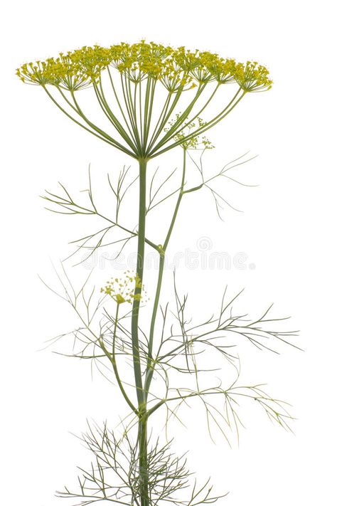 Dill Plant, Herb Art, Botanical Tattoo, Ap Art, Lino Print, Botanical Illustration, Paper Design, Botanical Prints, Floral Pattern