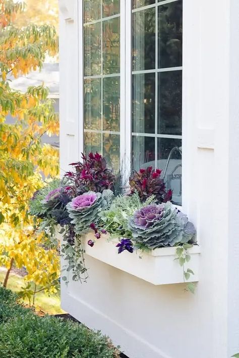 Fall Flower Boxes, White Window Boxes, Lilypad Cottage, Fall Window Boxes, Fall Landscaping, Fall Windows, Window Box Flowers, White Window, Fall Planters