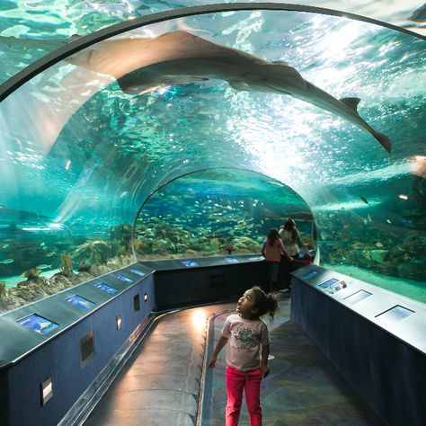 10 iconic #Toronto things to do with the kids via Today's Parent Niagara Falls Trip, Vacation Checklist, Saint Roch, Georgia Aquarium, Toronto Travel, Fall Travel, Quebec City, To Infinity And Beyond, Bastille