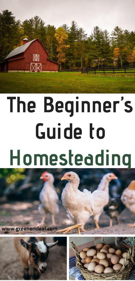 Homesteading for beginners. Read the ultimate guide for tips and tricks to help you homestead whether you're thinking of going off-grid or becoming an urban homesteader Homesteading For Beginners, Homesteading Diy, Homestead Farm, Eco Friendly Cleaning Products, Homestead Gardens, Vertical Farming, Homesteading Skills, Survival Gardening, Urban Homesteading