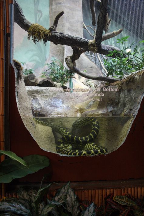 Diy Reptile Enclosure, Chameleon Terrarium, Reptile Enclosure Ideas, Jungle Expedition, Tarantula Enclosure, Aviary Ideas, Zoo Enrichment, Snake Cages, Zoo Boo