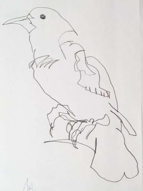 Modified Contour Drawing, Blind Contour Drawing Ideas, Cross Contour Line Drawing, Cross Contour, Red Winged Blackbird, Soul Knight, Contour Drawings, Pencil Drawing Inspiration, Blind Drawing