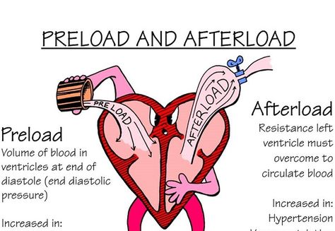 Preload Volume of of blood in ventricles at end of diastole (end diastolic pressure). Afterload Resistance left ventricle must overcome to circulate blood. Paramedic School, Nursing Mnemonics, Cardiac Nursing, Nursing School Survival, Nursing Schools, Nurse Rock, Nursing School Studying, Nursing School Tips, Nursing School Notes