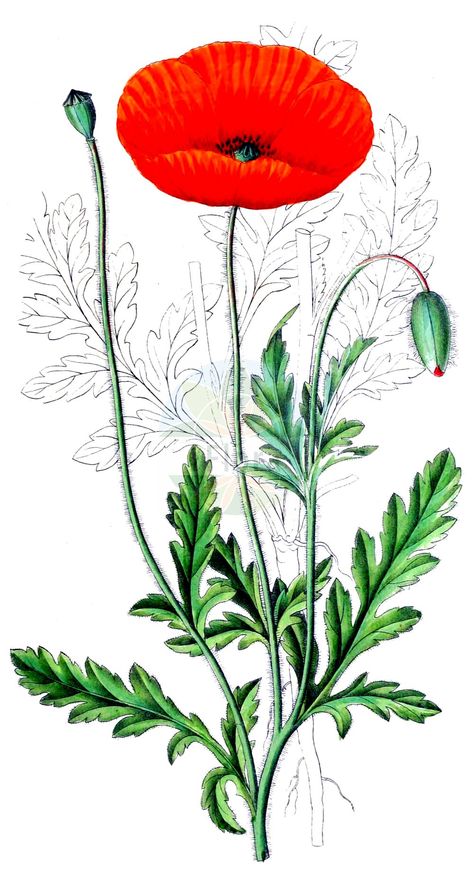 Poppy Flower Leaves, Poppy Leaf, Drawings Of Plants, Papaver Rhoeas, Corn Poppy, Historical Drawings, Flower Fruit, Botanical Drawing, Wild Poppies