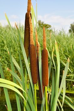 4 ways to use the incredible cattail for survival Typha Latifolia, Deer Resistant Perennials, Long Blooming Perennials, Hummingbird Plants, Deer Resistant Plants, Fragrant Plant, Wild Edibles, Climbing Vines, Survival Food