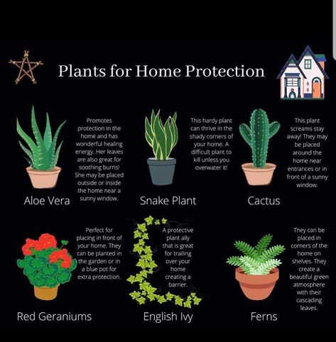 Plants Used In Witchcraft, Protection Flowers Witchcraft, Wiccan Home Protection, Plants For Home Protection Witchcraft, Witch Plants Indoor, Witchy Plants And Meanings, House Plants For Witches, Witch House Plants, Herbs And Plants For Witchcraft