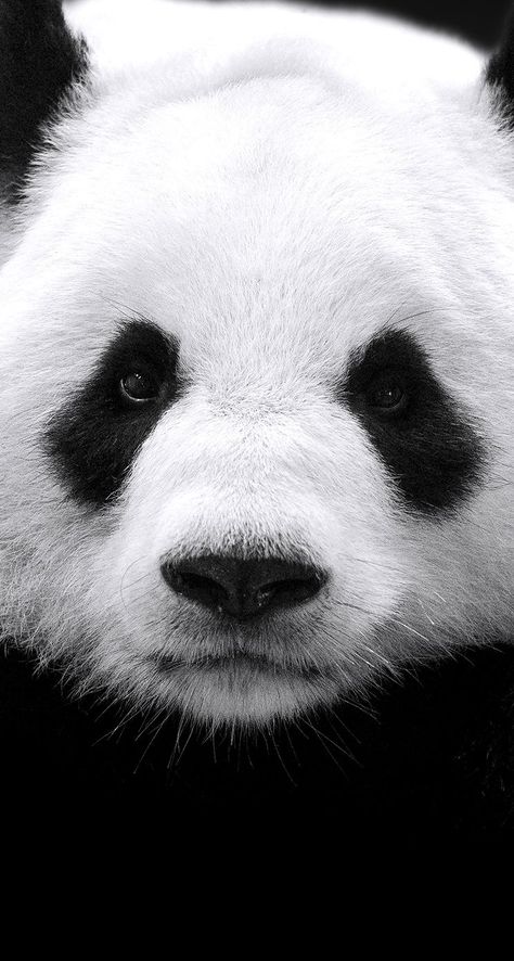 giant panda, red panda, bears, mammal, fur, wildlife, portrait, zoo, animal, cute, eye, panda, funny, nose, nature, polar, monochrome, face, hair, frosty Wallpaper Panda, Worlds Cutest Animals, Panda Painting, Baby Panda Bears, Wild Animals Photography, Panda Eyes, Panda Bears, Panda Art, Cute Panda Wallpaper