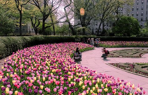 NY- Spring Explodes in the Conservatory Garden | the weblicist of manhattan | a photographer's tour of New York City Spring In New York, Conservatory Garden, Central Park Nyc, Nyc Trip, Gorgeous Gardens, Concrete Jungle, Flowering Trees, Beautiful Scenery, Favorite City