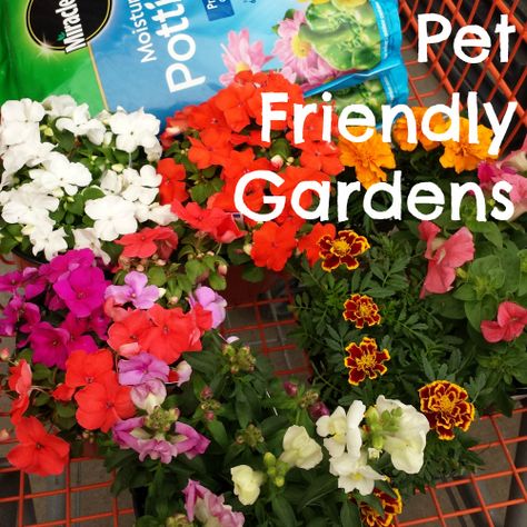 Pet Safe Landscaping, Pet Friendly Garden, Dog Friendly Plants, Pollinator Garden Design, Dog Friendly Garden, Garden Organization, Balcony Flowers, Apartment Plants, Fresh Flower Bouquets