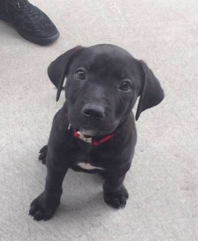 Lab Pitbull Mix Puppy, Black Pitbull Puppies, Boxador Puppies, Black And White Pitbull, Pitbull Lab Mix, Pitbull Lab, Pitbull Mix Puppies, Lab Mix Puppies, White Pitbull