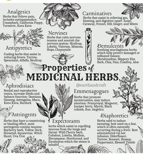 Demulcent Herbs, Aphrodisiac Herbs, Herbs And Their Uses, Medicinal Herbs Remedies, Herb Life, Herbal Education, Herbal Medicine Recipes, Magickal Herbs, Medicinal Herbs Garden