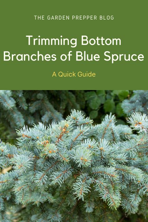 trimming bottom branches of blue spruce Juniper Bush, Landscape Border, Blue Spruce Tree, Colorado Spruce, Spruce Tips, Colorado Blue Spruce, Landscape Borders, Plant Maintenance, Conifer Trees