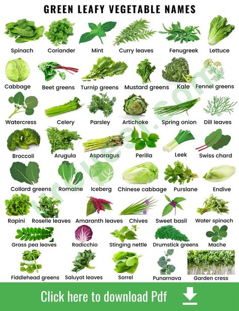 List of 45 Green Leafy Vegetables with Images Vegetables Names With Pictures, Fruits And Vegetables Names, Vegetables Names, Basil Water, Sawi Hijau, Name Of Vegetables, Fruits And Vegetables List, Vegetable Chart, Green Leafy Vegetables