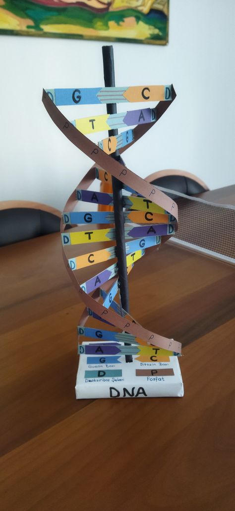 How To Make A Dna Model Project, Dna Double Helix Model Projects, Dna Models Projects, Dna Strand Project, Dnk Model Diy, Easy Dna Model Project, 3d Dna Structure Project, How To Make Dna Model, Dna Structure Model Project