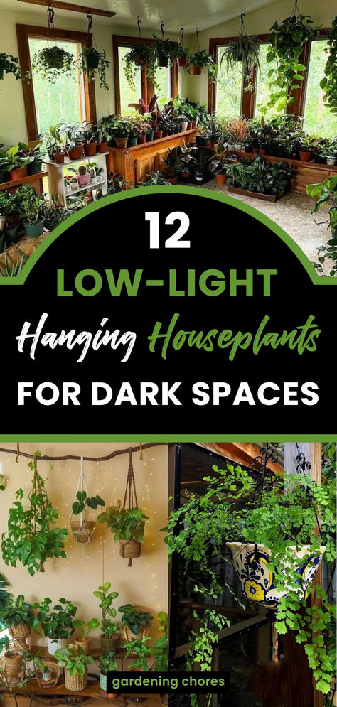 Hanging Lamp With Plants, Hanging Plants Stairs, Plant Archway Indoor, Plants In Dark Rooms, Cascading Indoor Plants, Low Light Vine Plants Indoor, Hanging Ferns Indoors, Hanging Plants In Front Of Window, Low Light Hanging Plants