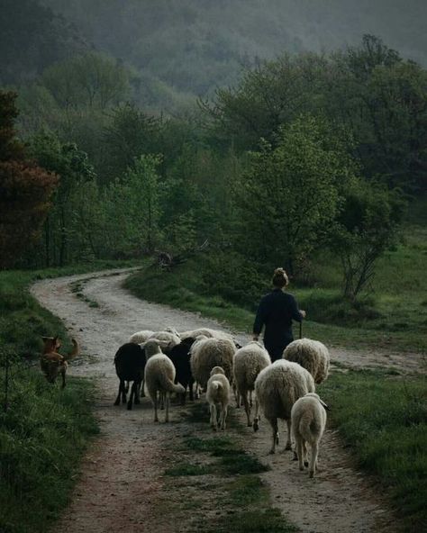 Countryside Life, A Well Traveled Woman, Country Gal, Sheep Farm, Dirt Road, Rural Life, The Shepherd, English Countryside, Graceland