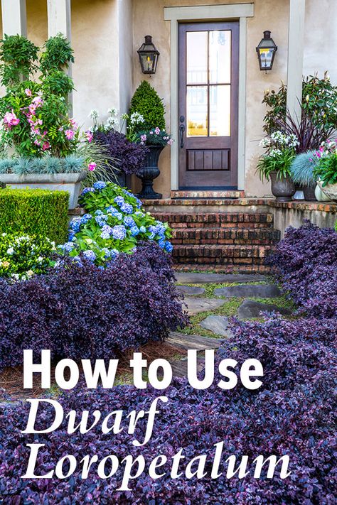 How to Use Purple Daydream® Dwarf Loropetalum in the Landscape | Southern Living Plants Plant Companions, Southern Landscaping, Shrubs For Landscaping, Front Yard Plants, Southern Living Plants, Southern Garden, Short Plants, Purple Plants, The Residents