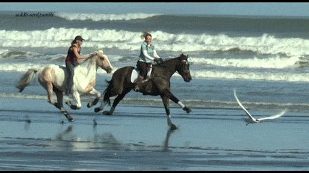 amazing animated GIF Horse Gif, Horses On The Beach, Horse Videos, Horse World, All The Pretty Horses, Horse Equestrian, Horse Jumping, Equestrian Life, Equine Art