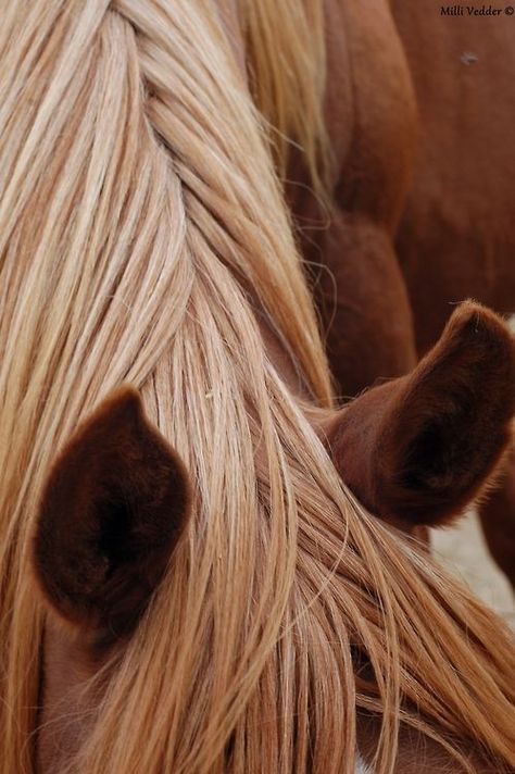 .: Aesthetic Horses, Horse Mane, Two Horses, All About Horses, Majestic Horse, Brown Horse, All The Pretty Horses, Horse Crazy, Equine Photography