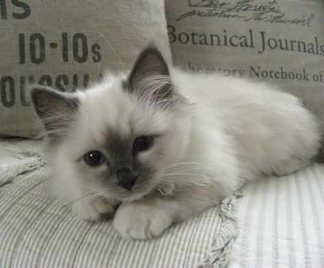 Söpö Kissa, Cele Mai Drăguțe Animale, Birman Cat, Ragdoll Kittens, Söt Katt, Image Chat, Cat Aesthetic, Cute Cats And Kittens